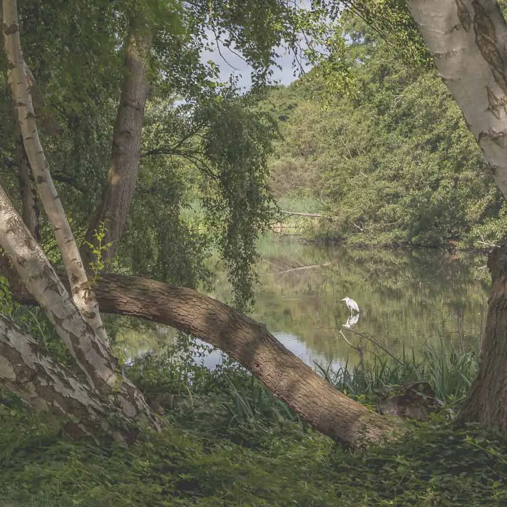 Heron on Broadwater Lake