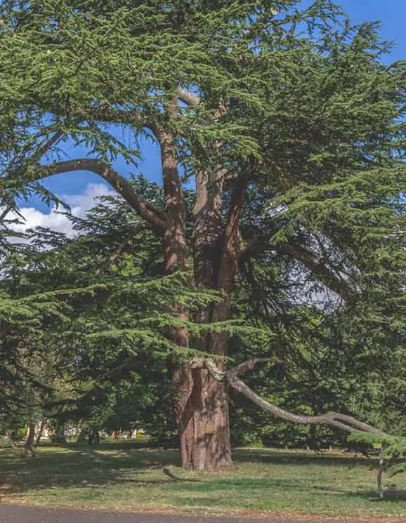 The ancient cedar on the main drive at Oatlands